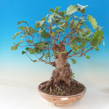 Venkovn bonsai - Ole lepkav - Alnus glutinosa - Heureka.cz