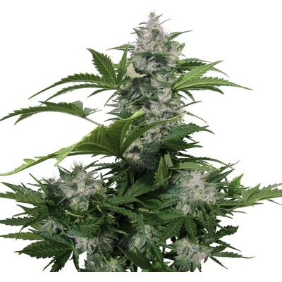 Buddha Seeds White Dwarf AUTO semena neobsahují THC 10 ks