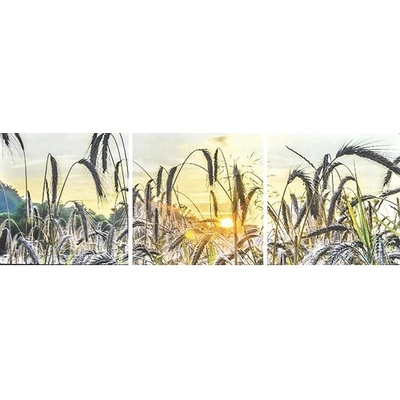 Moderní obraz Sada 3090 obilí 90x30 cm