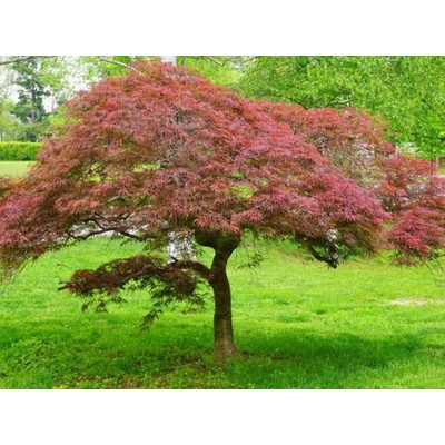 Javor dlaňovitolistý 'Garnet' na kmienku, výška 140-160 cm, kvetináč 5 l
