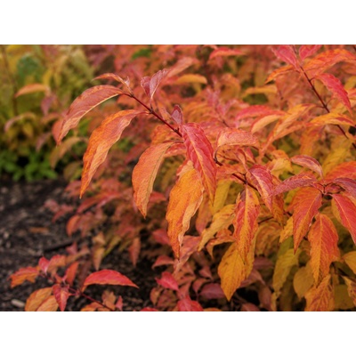Svída krvavá 'Anny's Winter Orange'
