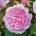 David Austin® Роза Olivia Rose Austin - David Austin®
