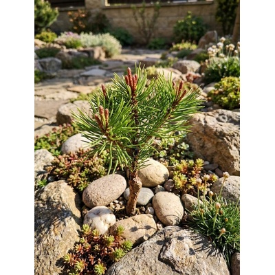 Borovice kleč 'Boží Dar´ PIMU-BD-3 10-20 cm, H9