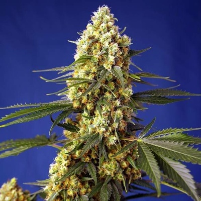 Sweet Seeds Strawberry Banana Gelato XL AUTO semena neobsahují THC 3 ks