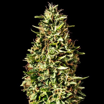 Kannabia Seeds Runtz Auto semienka neobsahujú THC 1 + 1 ks