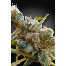 Paradise Seeds CBDrelax semena neobsahují THC 10 ks