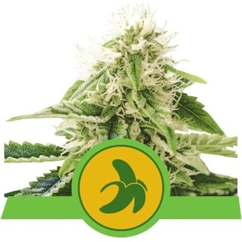 Royal Queen Seeds Fat Banana semena neobsahují THC 3 ks