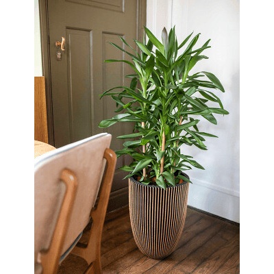 Capi Kvetináč Nature Groove NL Vase Elegant Low Black Gold zlatý 34x46 cm