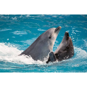 DIMEX ART Флизелинов фототапет двойка делфини 375 x 250 см