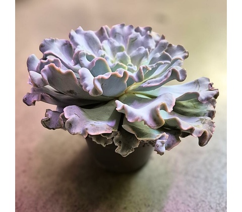 ECHEVERIA 13