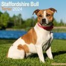Staffordshire Bull Terrier Staffordshire Bull Terrier 16-Monats 2024