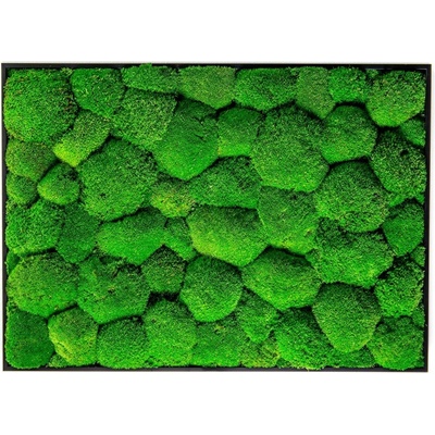 Gardners Mechový obraz 50x70 cm z kopečkového mechu, černá