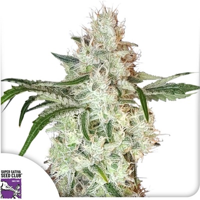 Super Sativa Seed Club Lemon OG semienka neobsahujú THC 3 ks