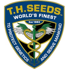 T.H. Seeds Roof 95 semena neobsahují THC 2 ks