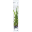 Microsorum pteropus Narrow