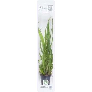 Microsorum pteropus Narrow