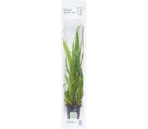 Microsorum pteropus Narrow