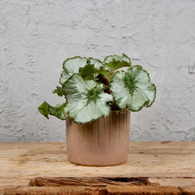 Begonia rex Escargot baby