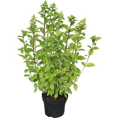Hortenzia metlinatá Hydrangea paniculata 'Limelight'® 40-50 cm kvetináč 3 l