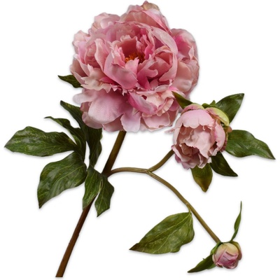 Pivoňka - Paeonia růžová V74 cm