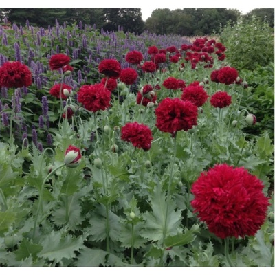 Mak Scarlet Peony - Papaver somniferum - predaj semien - 150 ks