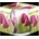 BISPOL Tulipán 100g