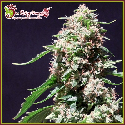 Dr. Krippling Seeds Chocolate Zkittlez semienka neobsahujú THC 5 ks