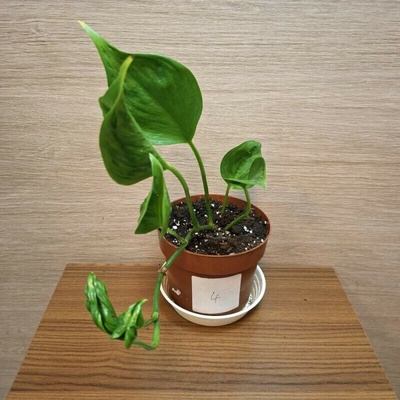 Epipremnum Aureum Shangri La č4