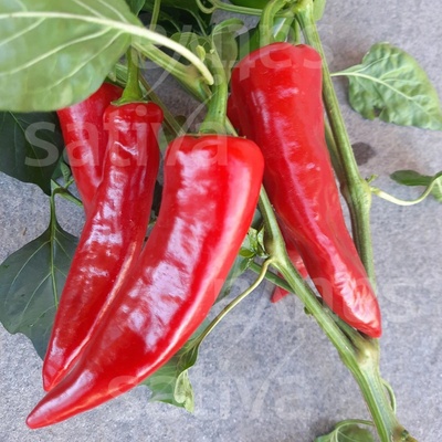 Bio chilli paprika Gorria Množstvi v balení 25 ks