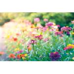 DIMEX ART Флизелинов фототапет градина 375 x 250 см