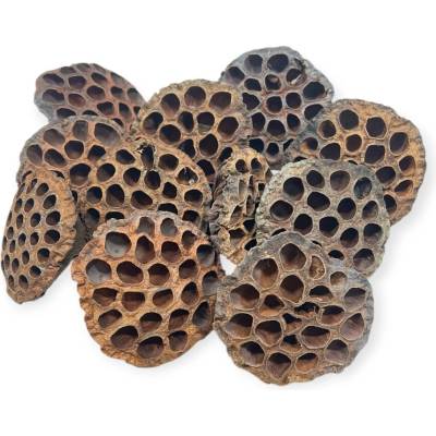 Sušené Lotosové kvety 10cm 11ks - prírodné