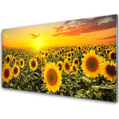 Obraz na skle Slunečnice 100x50 cm