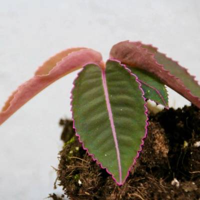 Labisia Pumila