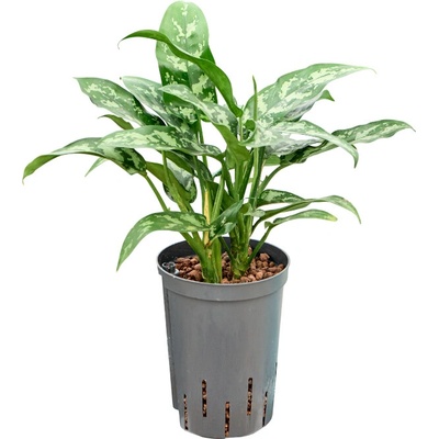 Aglaonema maria 15/19 v. 40 cm