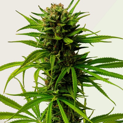 Kera Seeds Keramatic Auto semienka neobsahujú THC 10 ks