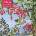 Flame Tree Publishing Puzzle 500 View in the Brisbane Kew Marianne Garden