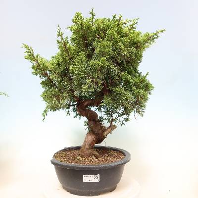 e-bonsai Venkovní bonsai - Juniperus chinensis Itoigawa-Jalovec čínský