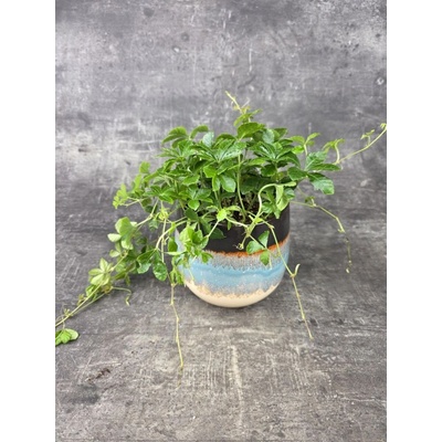 Cissus Striata 12 cm