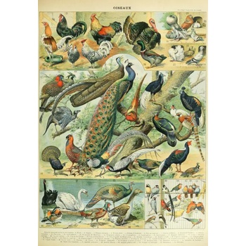 Grafika - Puzzle Illustration from the Nouveau Larousse Illustré: Birds - 1 000 piese