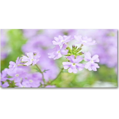 Foto-obraz fotografie na skle Werben 100x50 cm