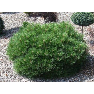 Borovica čierna Pierrick Bregeon, výška 30-40 cm, priemer 30 cm, kvetináč 9 l