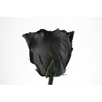 Stabilizovaná růže - černá