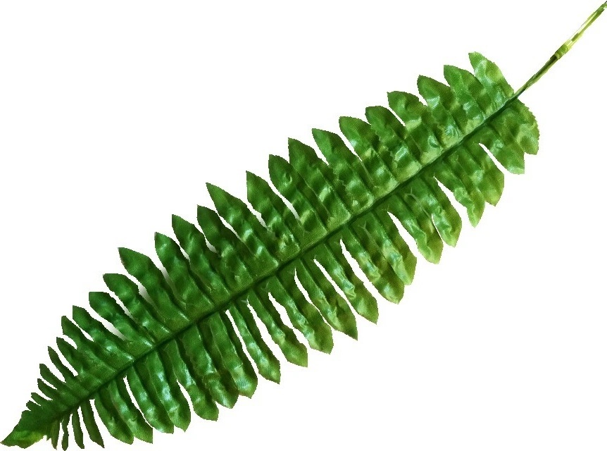 Papraď list - dl. 40 cm