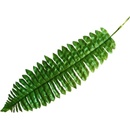 Papraď list - dl. 40 cm