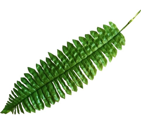 Papraď list - dl. 40 cm