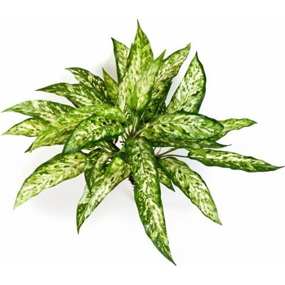 Umelá kvetina Agaonema premium, 48cm