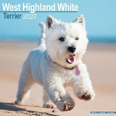 West highland white teriér, 30 x 30 cm 2027