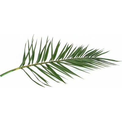 Stabilizovaný palmový list - Phoenix - zelená
