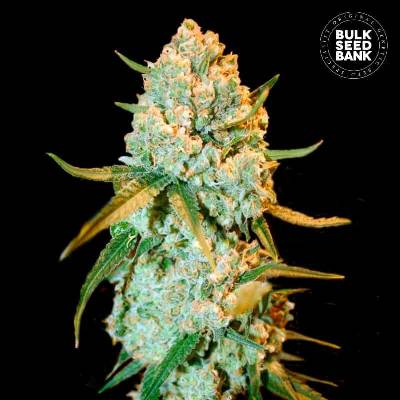 Bulk Seed Bank Special Crystal Haze semena neobsahují THC 10 ks