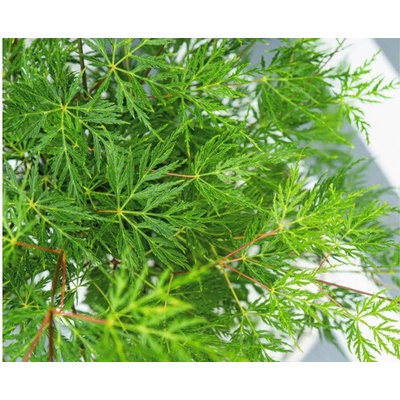 Javor dlanitolistý zelený 'Dissectum' FloraSelf Acer palmatum 'Dissectum' V 80-100 kvetináč 6,5 l